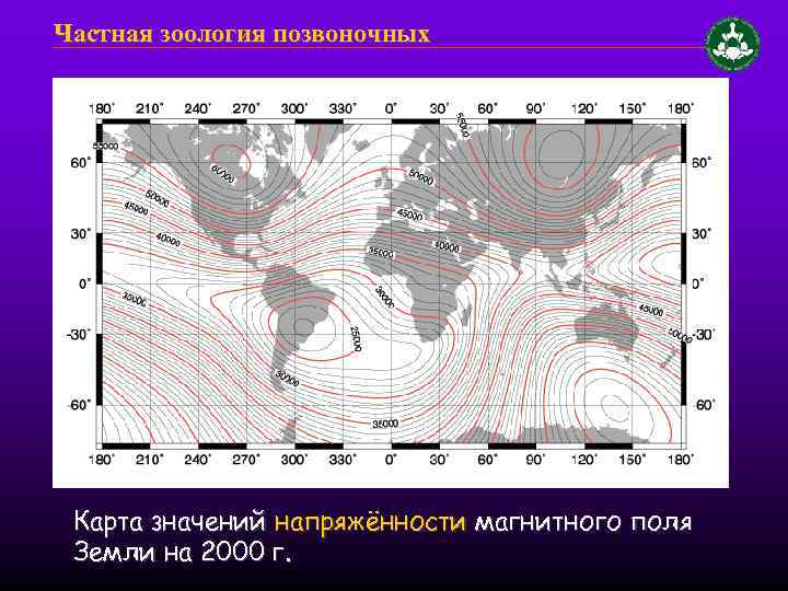 Частная зоология позвоночных Карта значений напряжённости магнитного поля Земли на 2000 г. 