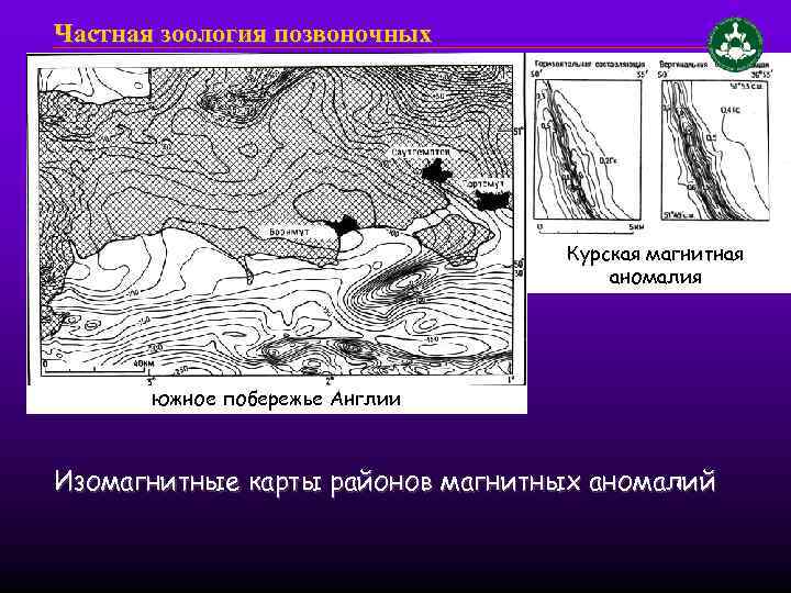 Частная зоология позвоночных Курская магнитная аномалия южное побережье Англии Изомагнитные карты районов магнитных аномалий