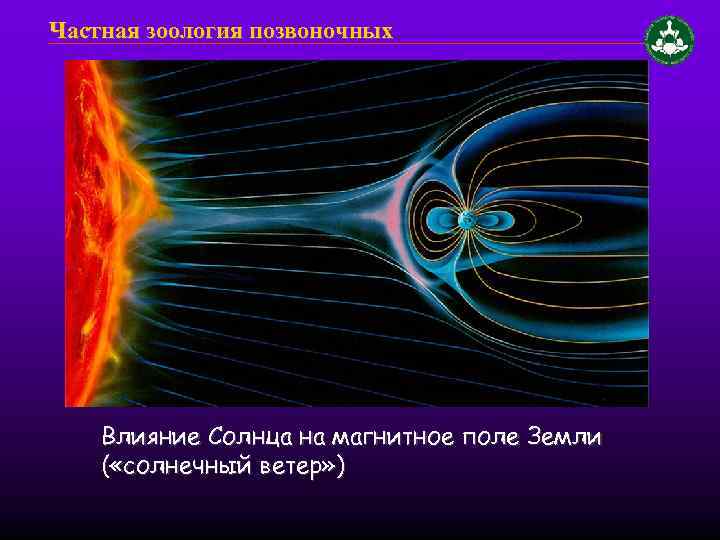 Магнитное поле солнца презентация