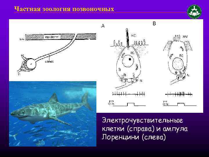 Частная зоология позвоночных Электрочувствительные клетки (справа) и ампула Лоренцини (слева) 