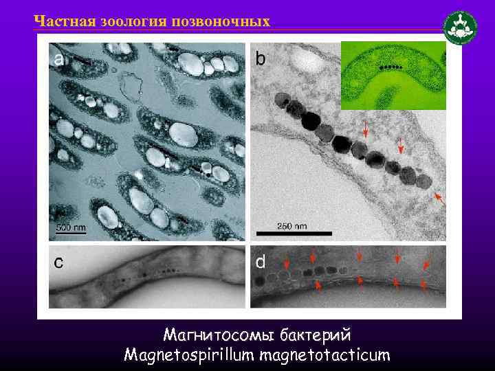 Частная зоология позвоночных Магнитосомы бактерий Magnetospirillum magnetotacticum 