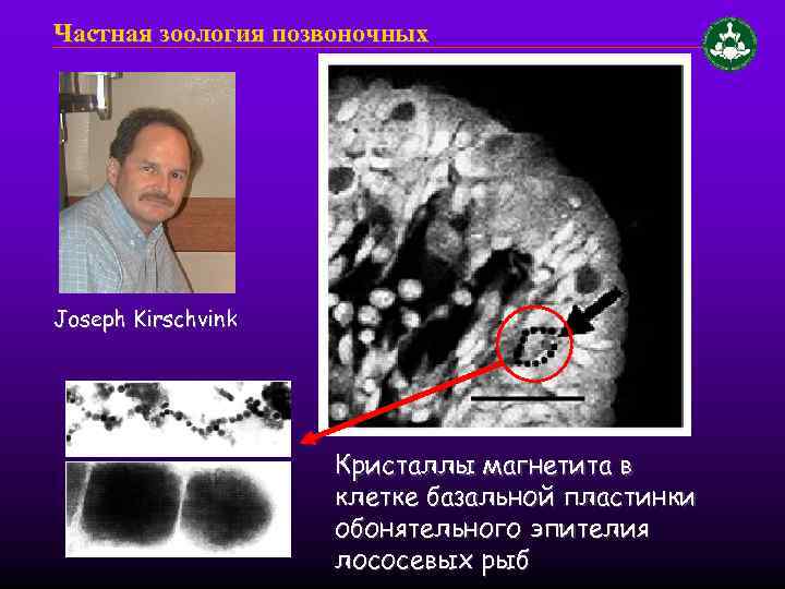 Частная зоология позвоночных Joseph Kirschvink Кристаллы магнетита в клетке базальной пластинки обонятельного эпителия лососевых