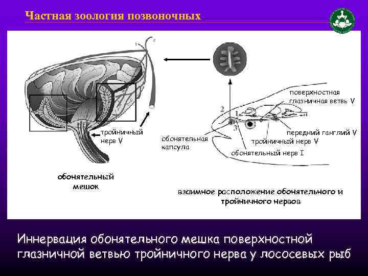 Частная зоология позвоночных поверхностная глазничная ветвь V тройничный нерв V обонятельный мешок обонятельная капсула