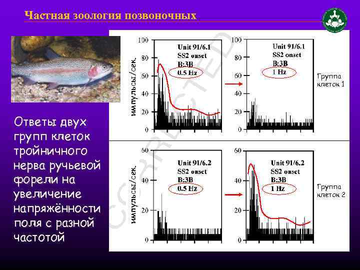 импульсы/сек. Ответы двух групп клеток тройничного нерва ручьевой форели на увеличение напряжённости поля с