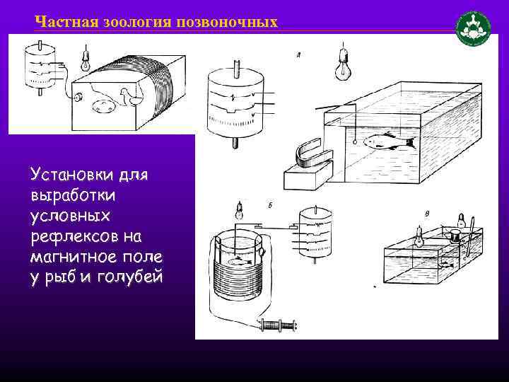 Частная зоология позвоночных Установки для выработки условных рефлексов на магнитное поле у рыб и