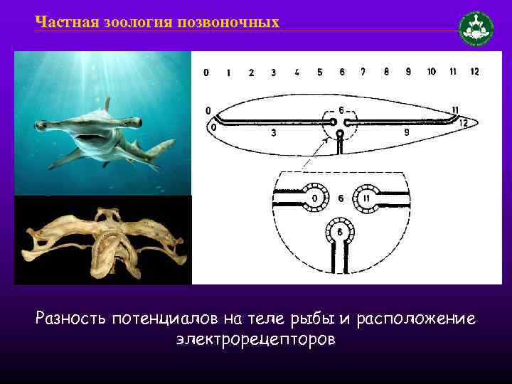 Частная зоология позвоночных Разность потенциалов на теле рыбы и расположение электрорецепторов 