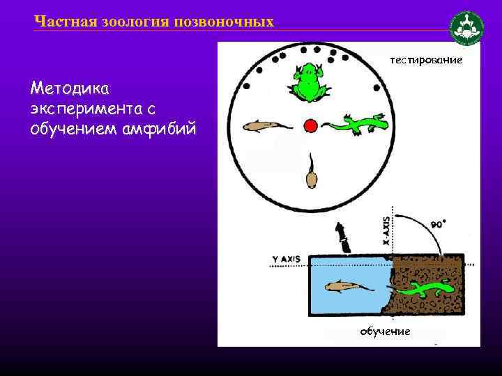 Частная зоология позвоночных тестирование Методика эксперимента с обучением амфибий обучение 
