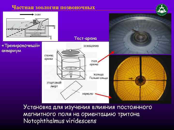 Частная зоология позвоночных Тест-арена «Тренировочный» аквариум освещение стенка арены пол арены кольца Гельмгольца стартовый