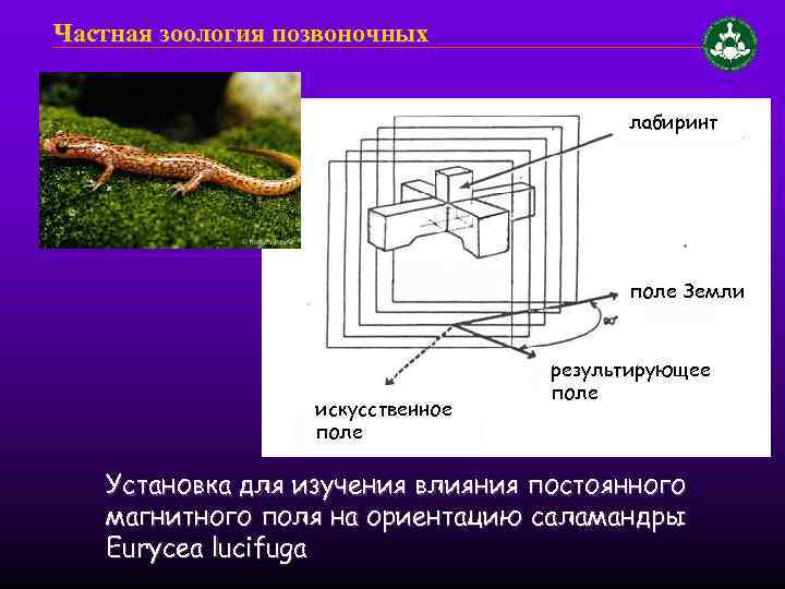 Частная зоология позвоночных лабиринт поле Земли искусственное поле результирующее поле Установка для изучения влияния