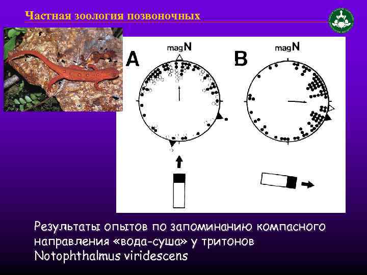 Частная зоология позвоночных Результаты опытов по запоминанию компасного направления «вода-суша» у тритонов Notophthalmus viridescens