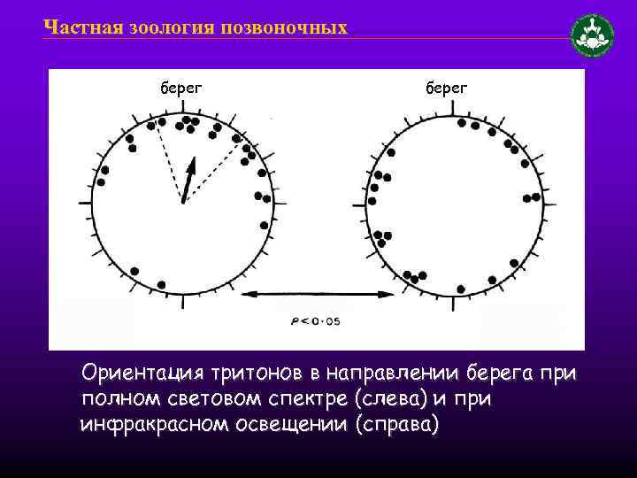 Частная зоология позвоночных берег Ориентация тритонов в направлении берега при полном световом спектре (слева)