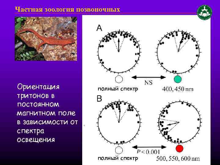 Частная зоология позвоночных Ориентация тритонов в постоянном магнитном поле в зависимости от спектра освещения