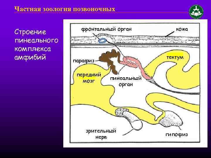 Частная зоология позвоночных Строение пинеального комплекса амфибий фронтальный орган тектум парафиз передний мозг кожа