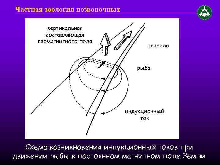 Вертикальное составляющее