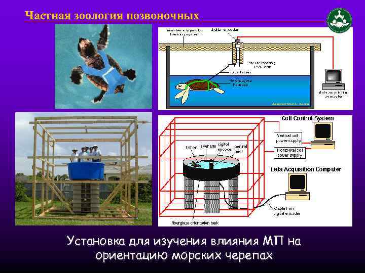 Частная зоология позвоночных Установка для изучения влияния МП на ориентацию морских черепах 