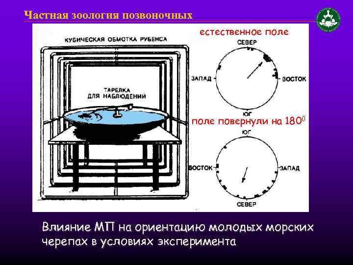 Частная зоология позвоночных естественное поле повернули на 1800 Влияние МП на ориентацию молодых морских