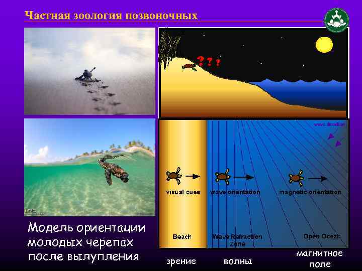 Частная зоология позвоночных Модель ориентации молодых черепах после вылупления зрение волны магнитное поле 