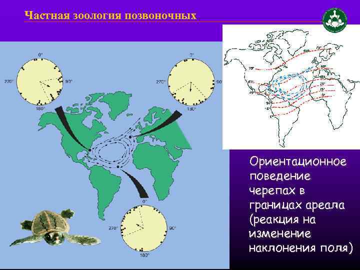 Частная зоология позвоночных Ориентационное поведение черепах в границах ареала (реакция на изменение наклонения поля)