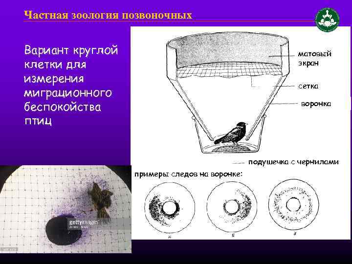 Частная зоология позвоночных Вариант круглой клетки для измерения миграционного беспокойства птиц матовый экран сетка