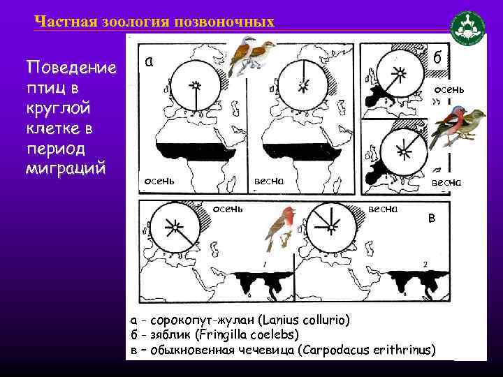 Частная зоология позвоночных Поведение птиц в круглой клетке в период миграций б а осень