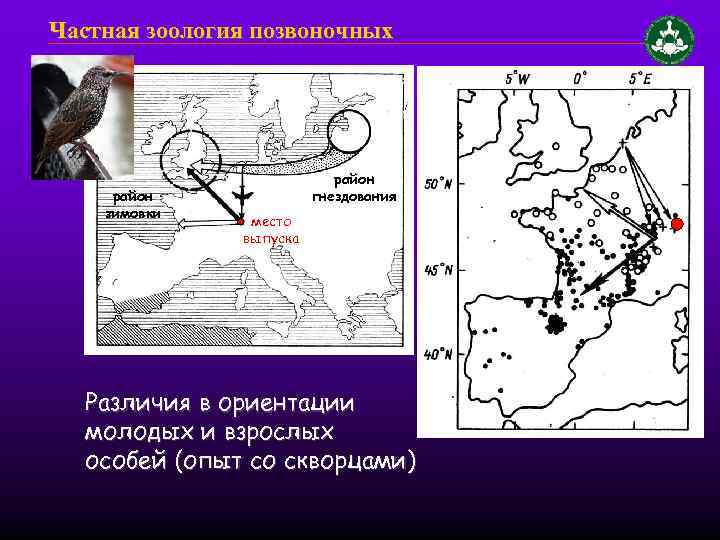 Частная зоология позвоночных район зимовки район гнездования место выпуска Различия в ориентации молодых и