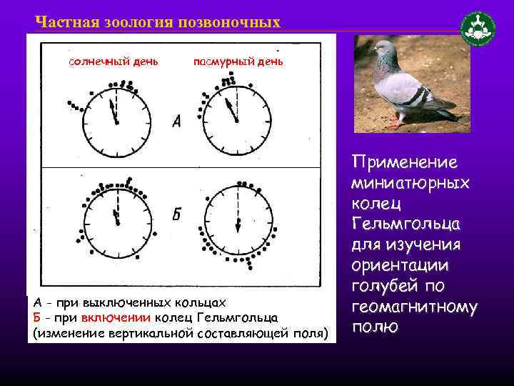 Частная зоология позвоночных солнечный день пасмурный день А - при выключенных кольцах Б -