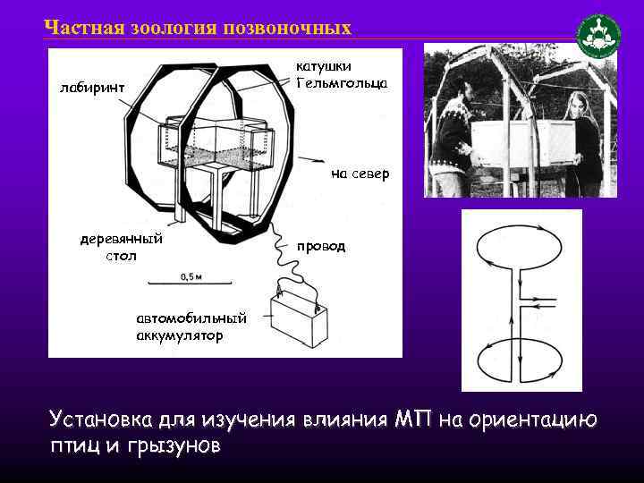 Частная зоология позвоночных катушки Гельмгольца лабиринт на север деревянный стол провод автомобильный аккумулятор Установка