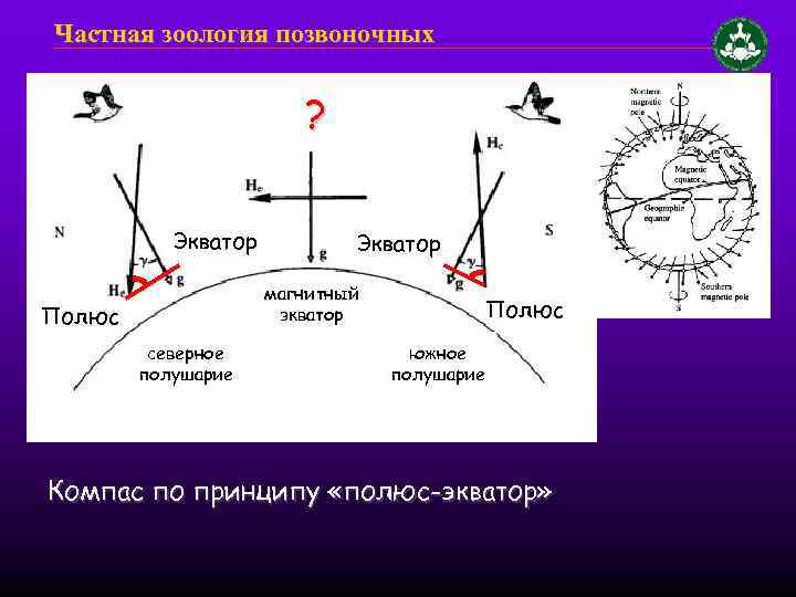 Частная зоология позвоночных ? Экватор магнитный экватор Полюс северное полушарие Полюс южное полушарие Компас