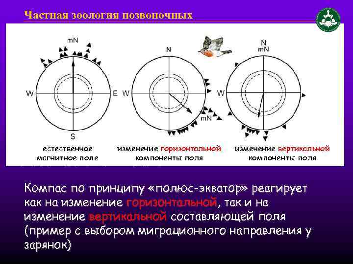 Частная зоология позвоночных естественное магнитное поле изменение горизонтальной компоненты поля изменение вертикальной компоненты поля