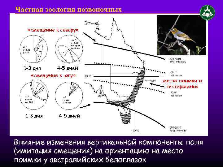 Частная зоология позвоночных «смещение к северу» 1 -3 дня 4 -5 дней «смещение к