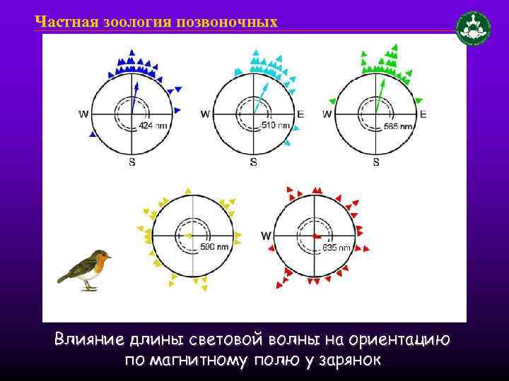 Частная зоология позвоночных Влияние длины световой волны на ориентацию по магнитному полю у зарянок