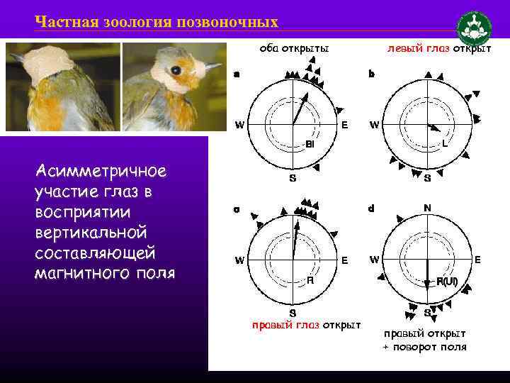 Частная зоология позвоночных оба открыты левый глаз открыт Асимметричное участие глаз в восприятии вертикальной