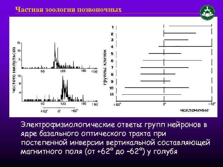 группы клеток частота импульсов Частная зоология позвоночных наклонение Электрофизиологические ответы групп нейронов в ядре