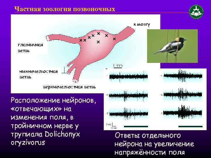 Частная зоология позвоночных к мозгу глазничная ветвь нижнечелюстная ветвь верхнечелюстная ветвь Расположение нейронов, «отвечающих»