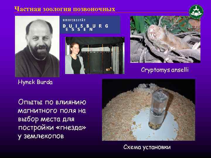 Частная зоология позвоночных Cryptomys anselli Hynek Burda Опыты по влиянию магнитного поля на выбор