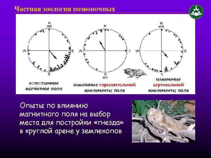 Частная зоология позвоночных естественное магнитное поле изменение горизонтальной компоненты поля Опыты по влиянию магнитного