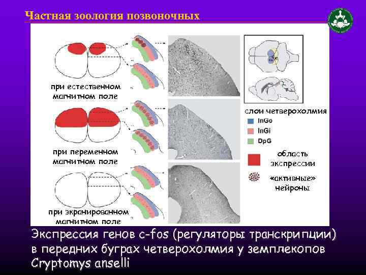 Частная зоология позвоночных при естественном магнитном поле слои четверохолмия при переменном магнитном поле область