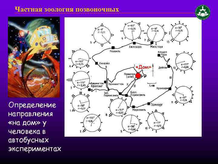 Частная зоология позвоночных «Дом» Определение направления «на дом» у человека в автобусных экспериментах 