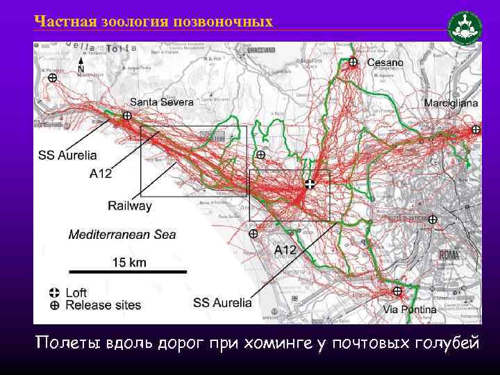 Частная зоология позвоночных Полеты вдоль дорог при хоминге у почтовых голубей 