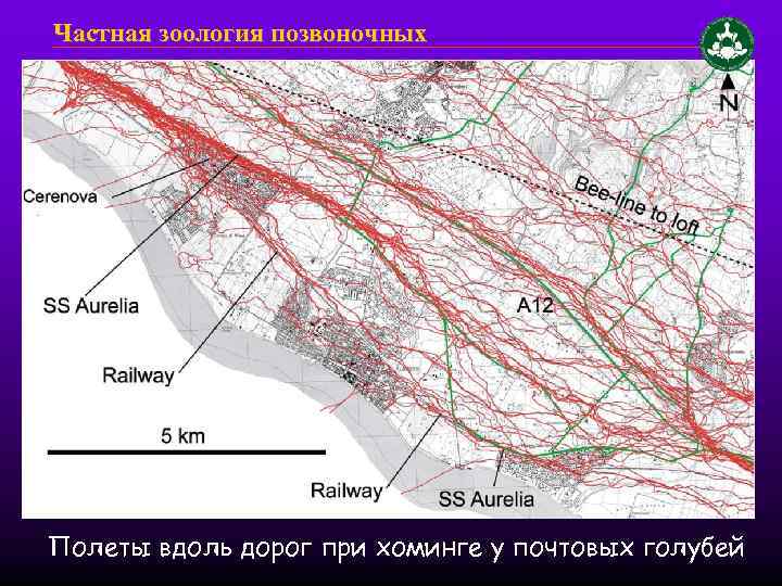 Частная зоология позвоночных Полеты вдоль дорог при хоминге у почтовых голубей 