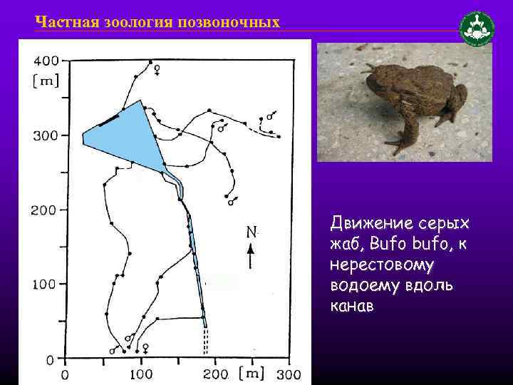 Частная зоология позвоночных Движение серых жаб, Bufo bufo, к нерестовому водоему вдоль канав 