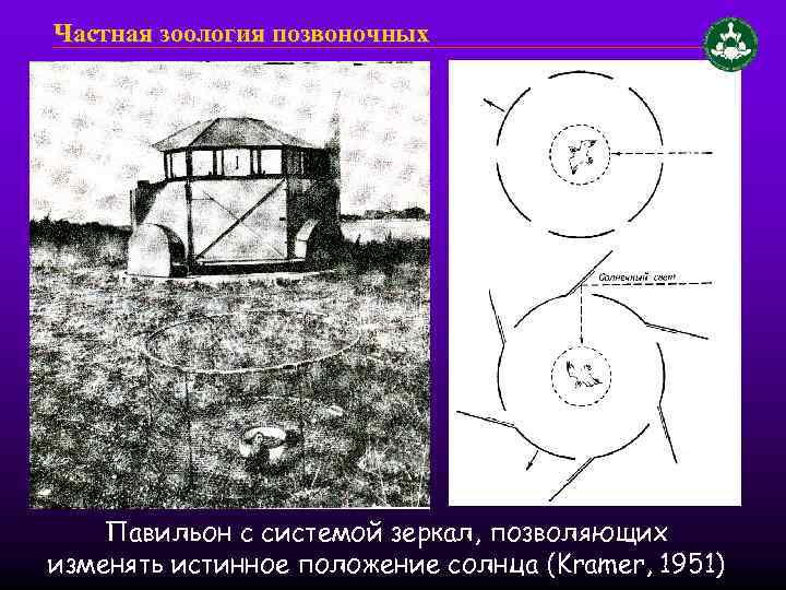 Частная зоология позвоночных Павильон с системой зеркал, позволяющих изменять истинное положение солнца (Kramer, 1951)