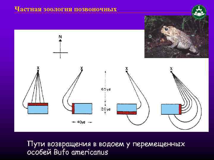 Частная зоология позвоночных Пути возвращения в водоем у перемещенных особей Bufo americanus 