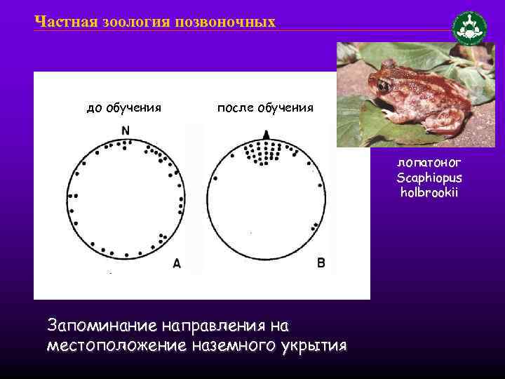 Частная зоология позвоночных до обучения после обучения лопатоног Scaphiopus holbrookii Запоминание направления на местоположение