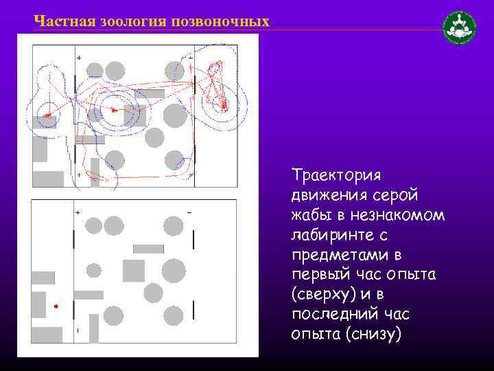 Частная зоология позвоночных Траектория движения серой жабы в незнакомом лабиринте с предметами в первый