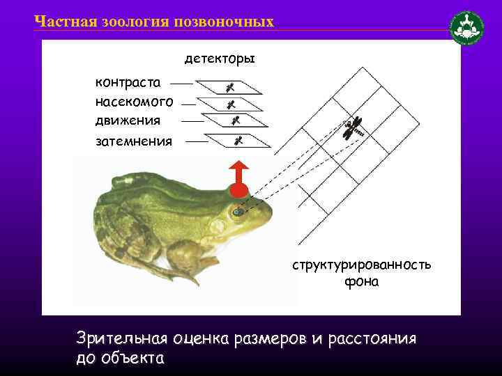 Частная зоология позвоночных детекторы контраста насекомого движения затемнения структурированность фона Зрительная оценка размеров и