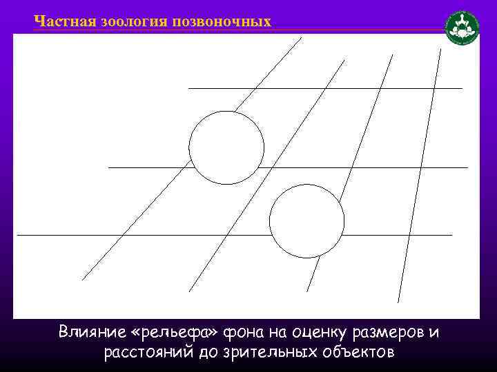 Частная зоология позвоночных Влияние «рельефа» фона на оценку размеров и расстояний до зрительных объектов