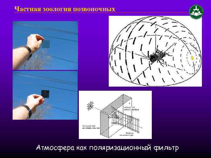 Частная зоология позвоночных Атмосфера как поляризационный фильтр 