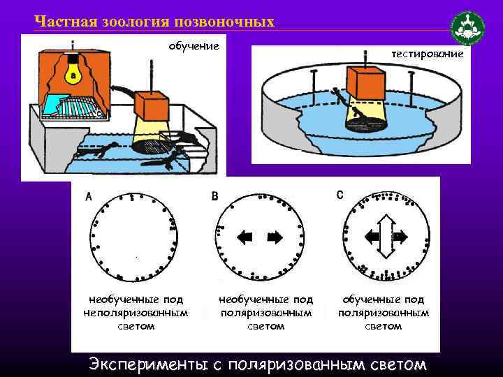 Частная зоология позвоночных обучение необученные под неполяризованным светом необученные под поляризованным светом тестирование обученные