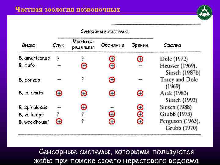 Частная зоология позвоночных Сенсорные системы Виды Слух Магниторецепция Обоняние Зрение Ссылка B. americanus B.